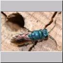 Chrysis ignita - Goldwespe bei Ancistrocerus 04.jpg